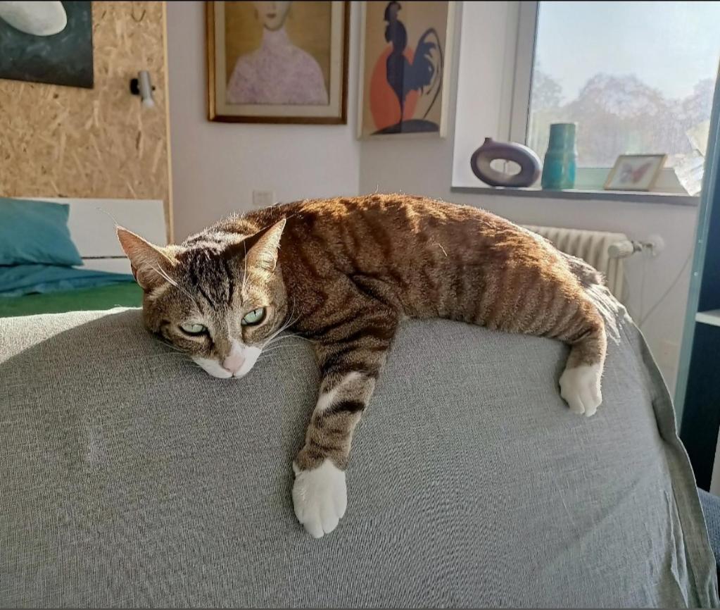 ボローニャ Casa Di Stefy Sant'Orsola Bed & Breakfast エクステリア 写真